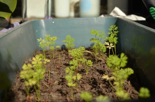 <span>Gardening Nik:</span> desperate to grow coriander